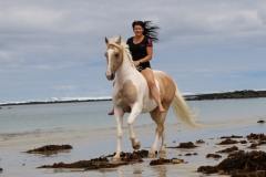 Alycia & Goldrush at the beach Australia  6