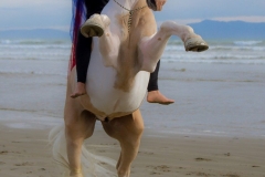 Rearing at the beach 5